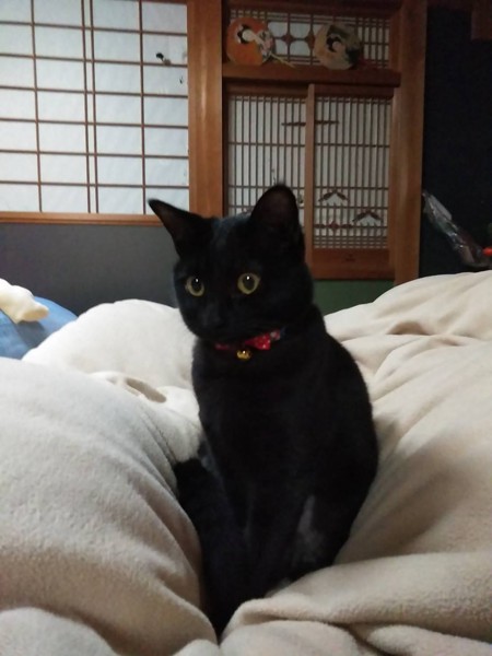 猫 黒猫 ナッツの写真