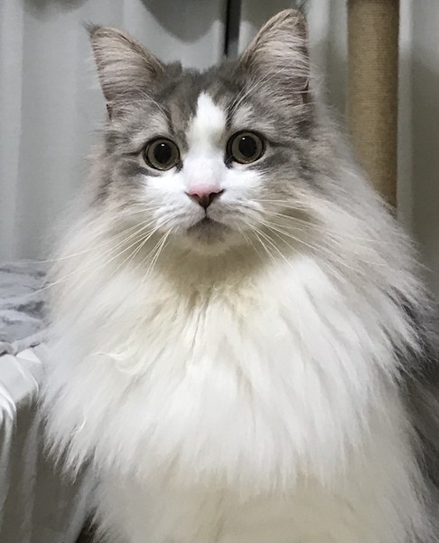 猫 サイベリアン サナの写真