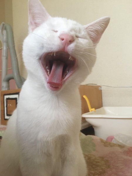 猫 白猫 ロンの写真