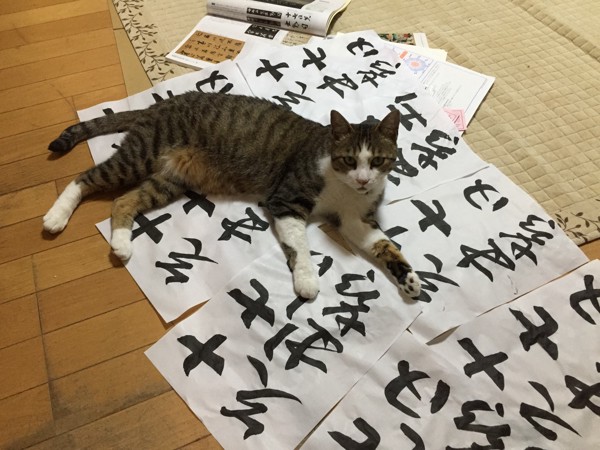 猫 キジシロ まりんの写真