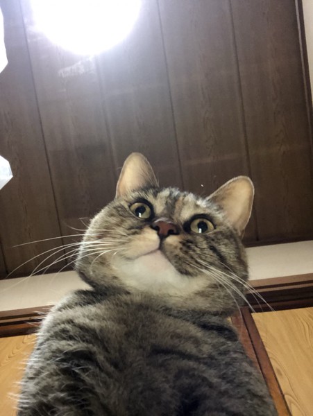 猫 キジトラ みずきちゃんの写真