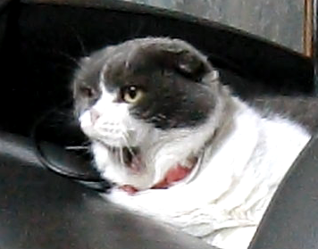 猫 スコティッシュフォールド ミミの写真