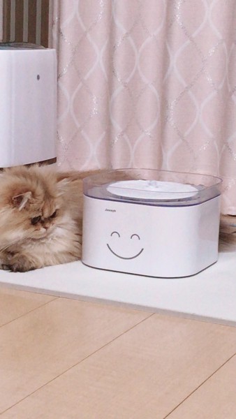猫 ペルシャ ミミちゃんの写真