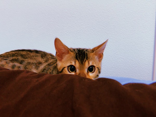 猫 ベンガル Pegの写真