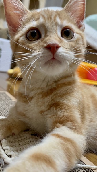 猫 アメリカンショートヘア シロクロマロンの写真