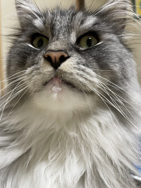 猫 ノルウェージャンフォレストキャット ルイの写真
