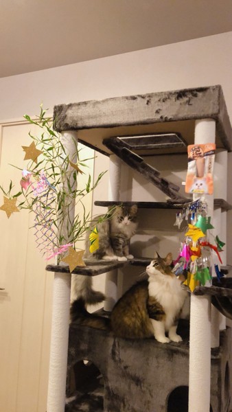 猫 ノルウェージャンフォレストキャット 蘭と門松ちゅの写真