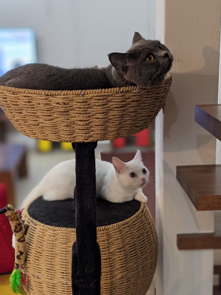 猫 ブリティッシュショートヘア モンちゃん＆リムの写真