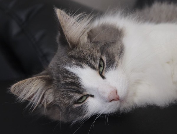 猫 ノルウェージャンフォレストキャット 王雅の写真