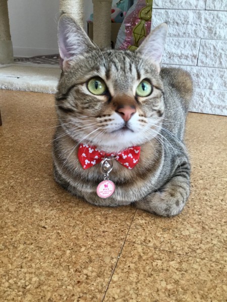 猫 キジシロ チャコの写真