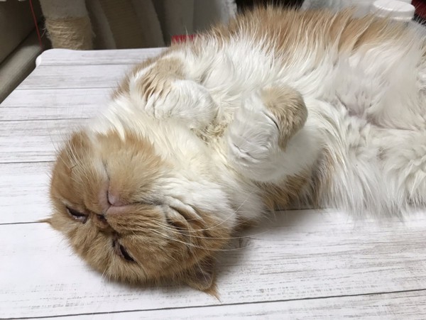 猫 エキゾチックショートヘア 豆福の写真