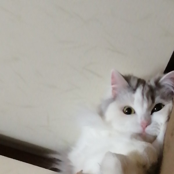 猫 スコティッシュフォールド プリンちゃんの写真