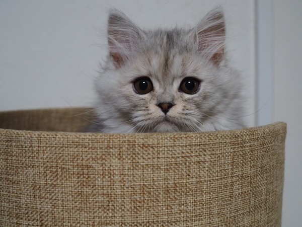 猫 ミヌエット 　きな子の写真