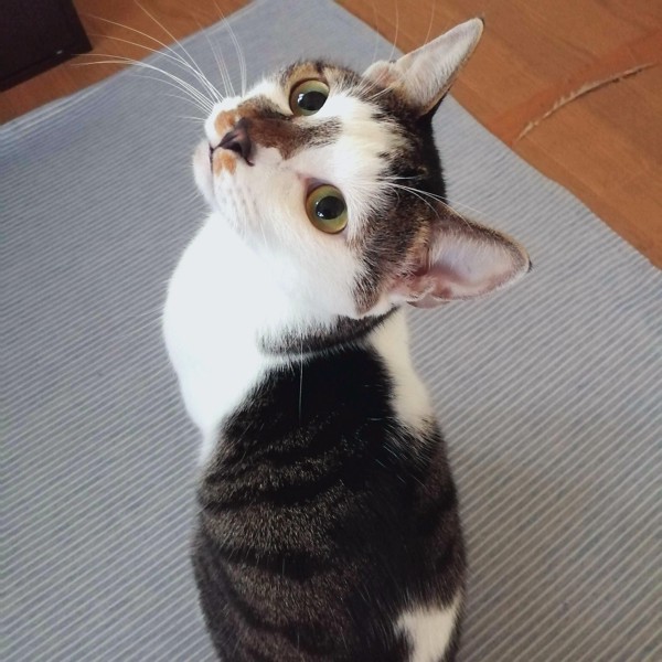猫 キジシロ シャアの写真