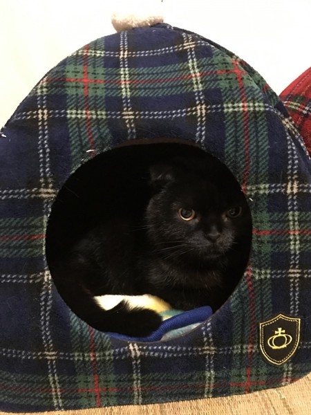 猫 スコティッシュフォールド モモタの写真