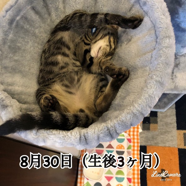 猫 キジトラ コタローの写真