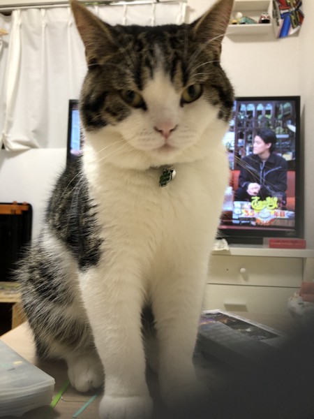 猫 スコティッシュフォールド とおふの写真