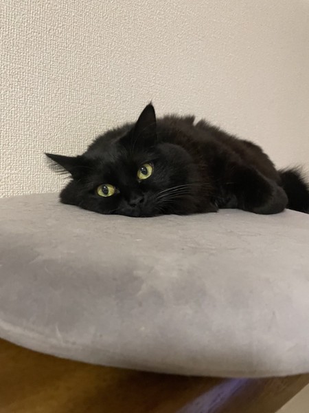 猫 黒猫 たまの写真