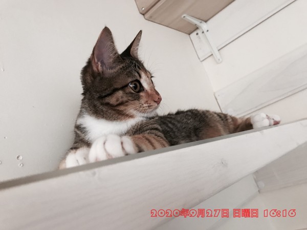 猫 日本猫 茶々の写真