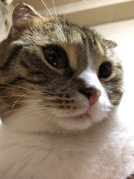 猫 スコティッシュフォールド ティボの写真