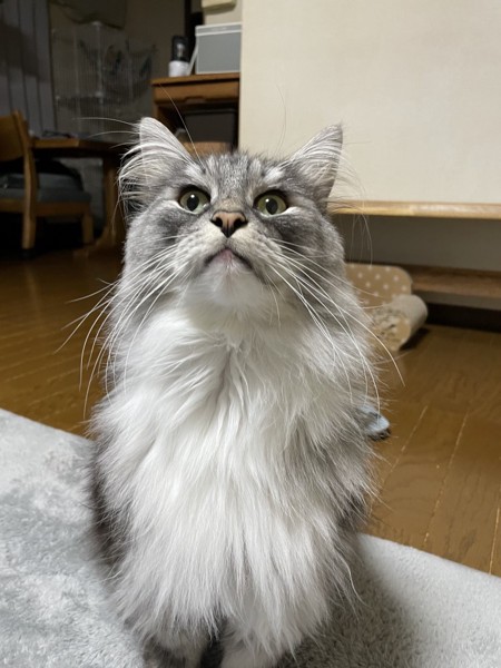 猫 ノルウェージャンフォレストキャット ルイの写真