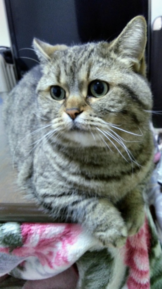猫 マンチカン メロンの写真