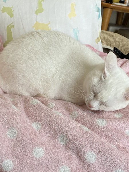猫 白猫 みかんの写真