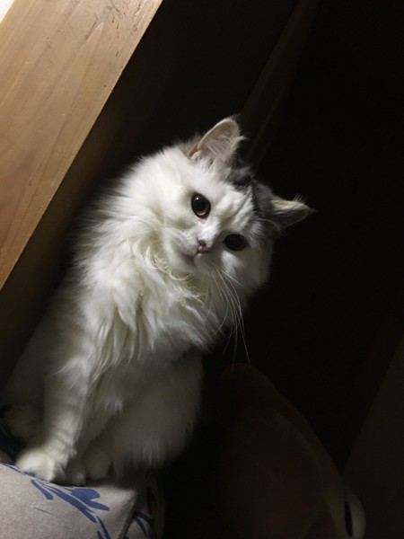 猫 スコティッシュフォールド アリスの写真
