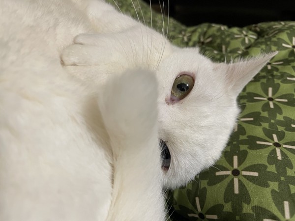 猫 白猫 コウの写真