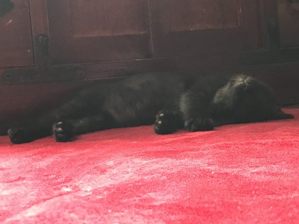 猫 黒猫 六太郎の写真