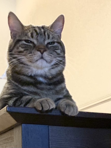 猫 アメリカンショートヘア 米吉の写真