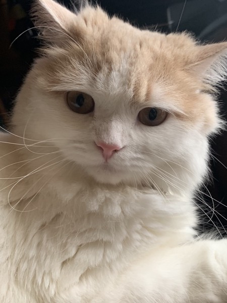 猫 スコティッシュフォールド コマの写真