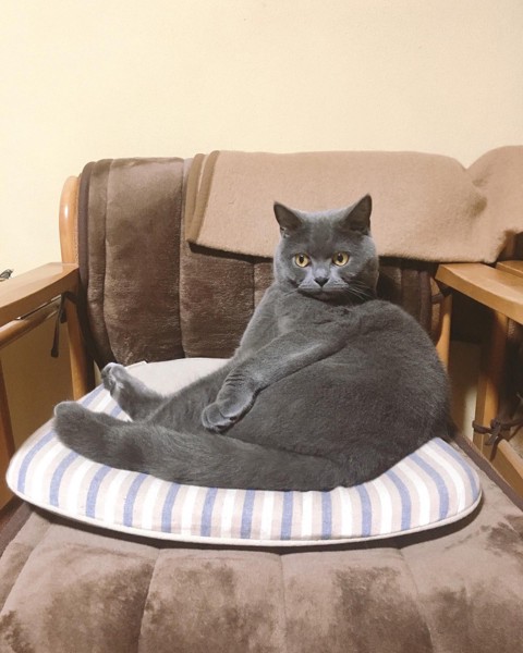 猫 シャルトリュー 碧の写真