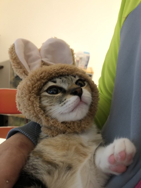 猫 三毛猫 ニミの写真