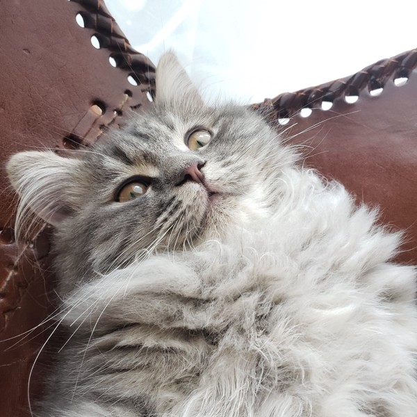 猫 サイベリアン ウィルクの写真