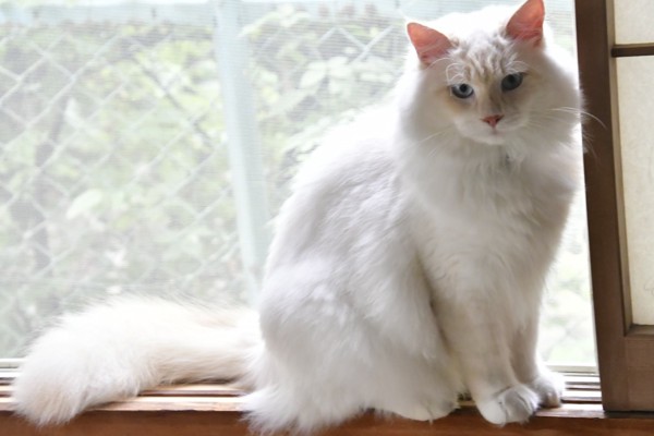 猫 サイベリアン レオの写真