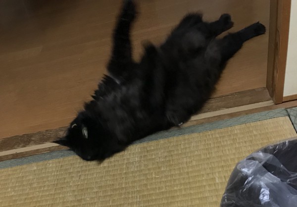 猫 黒猫 ルナの写真