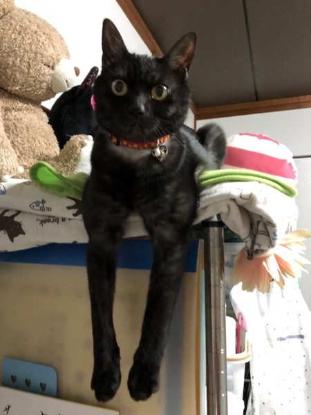 猫 黒猫 ココの写真