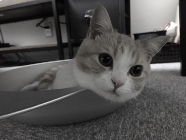 猫 ブリティッシュショートヘア ソルトの写真