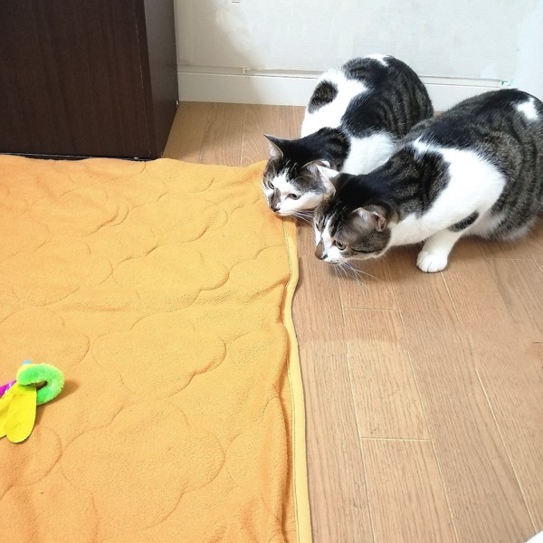 猫 キジシロ もりお&シャアの写真