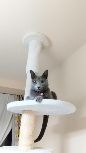 猫 ロシアンブルー リリーの写真