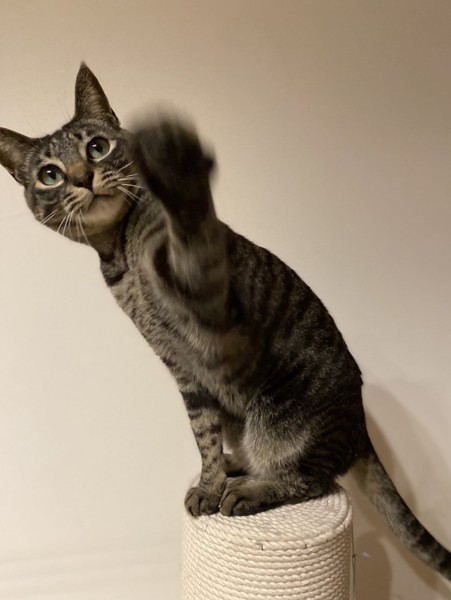 猫 キジトラ ハルの写真