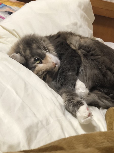 猫 メインクーン クレオの写真