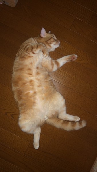 猫 スコティッシュフォールド ナッツの写真