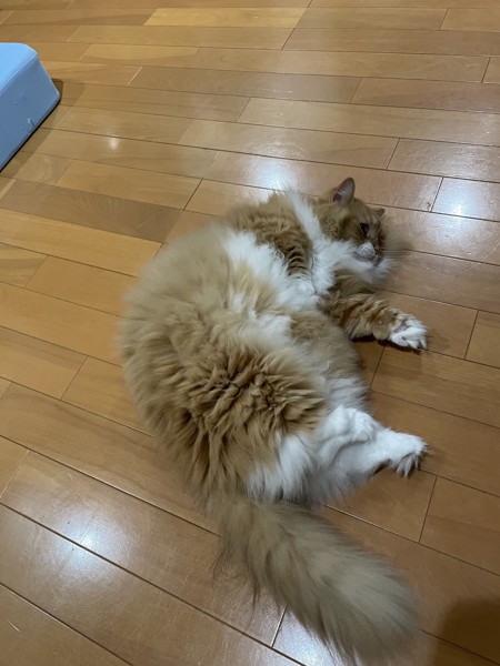 猫 ミヌエット さくらちゃんの写真