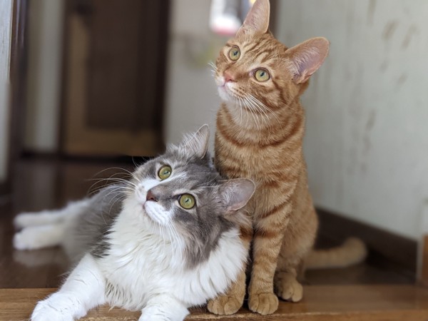 猫 雑種（ミックス） アポロとどんちゃんの写真