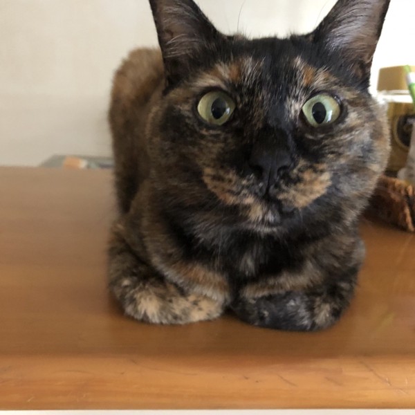 猫 サビ猫 ポンちゃんの写真