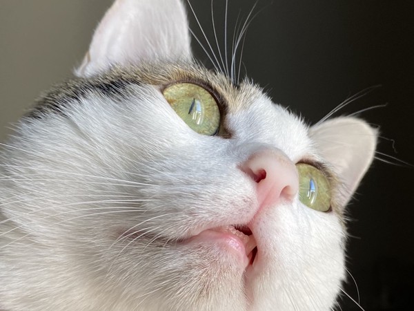 猫 キジシロ チップの写真
