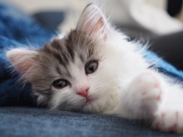 猫 ミヌエット サスケの写真