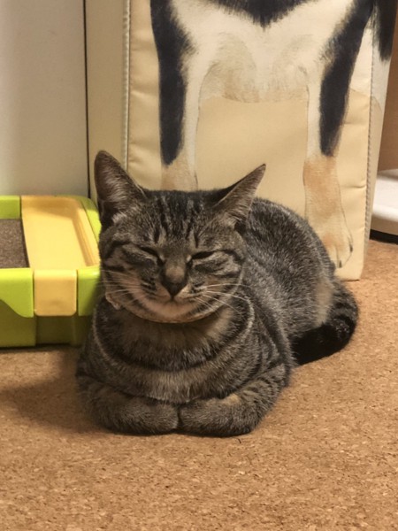 猫 サバトラ レモンの写真